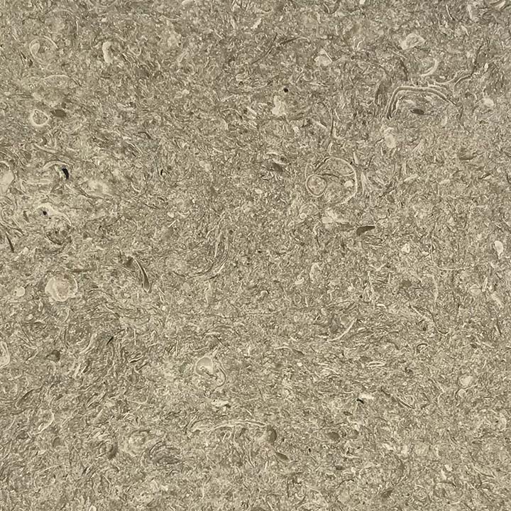 Purbeck Roach - Image 2